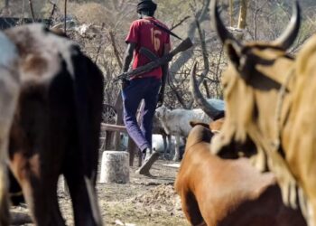Man with cattle in South Sudan. [Photo courtesy]