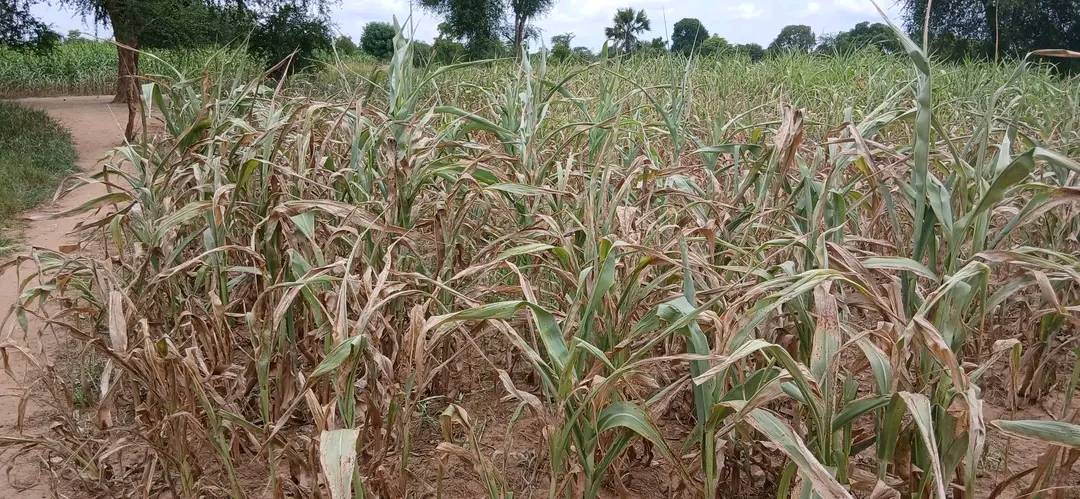 Hunger fears rise as dry spell threatens food security in Aweil